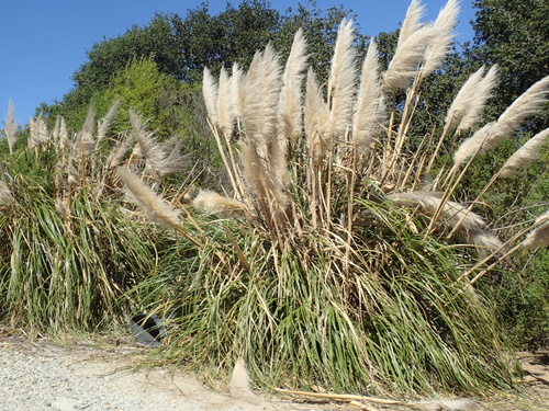 Pampas Grass