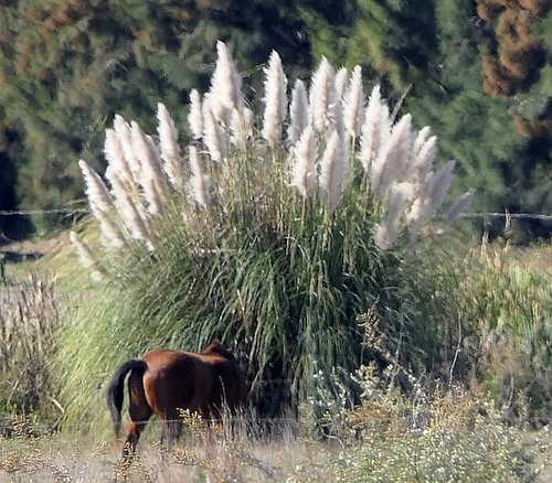 Pampas Grass