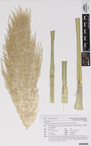 Pampas Grass