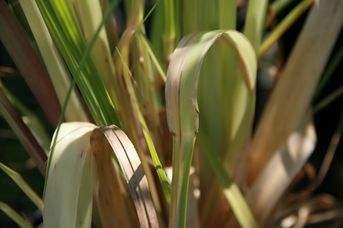 Pampas Grass