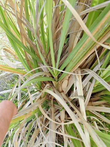 Pampas Grass