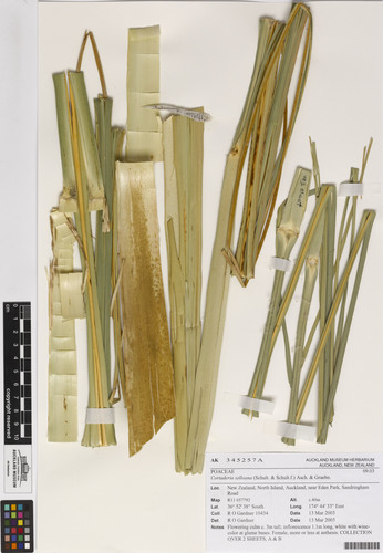 Pampas Grass