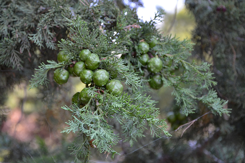 Mediterranean cypress