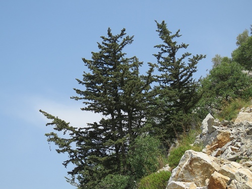 Mediterranean cypress