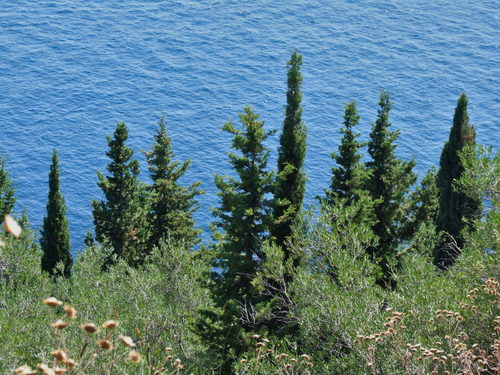 Mediterranean cypress