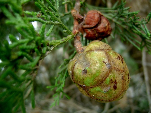 Mediterranean cypress