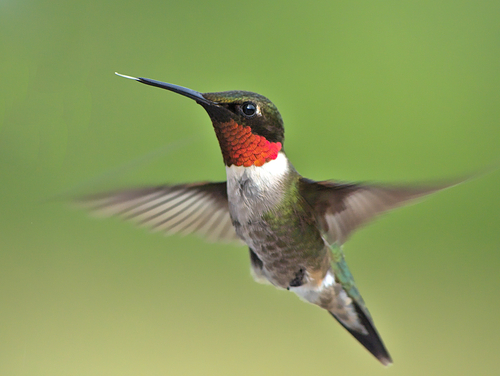 Ruby-throated Hummingbird