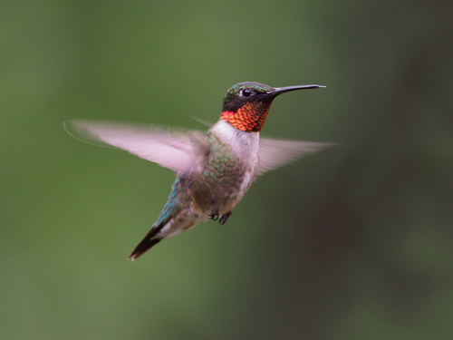 Ruby-throated Hummingbird