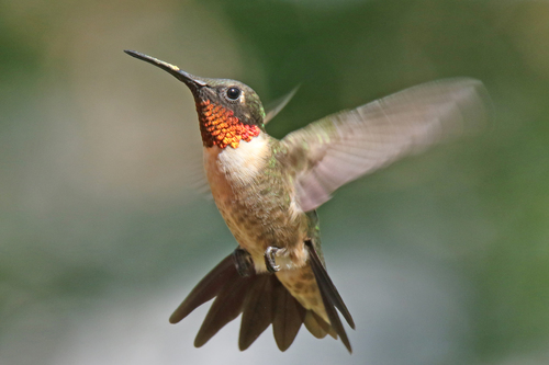 Ruby-throated Hummingbird