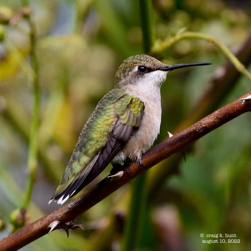 Ruby-throated Hummingbird