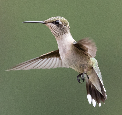 Ruby-throated Hummingbird