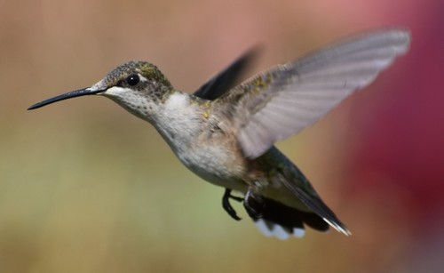 Ruby-throated Hummingbird