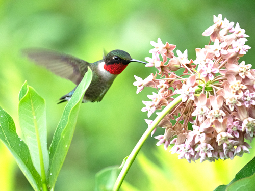 Ruby-throated Hummingbird