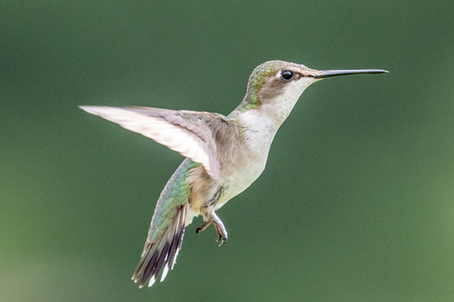 Ruby-throated Hummingbird