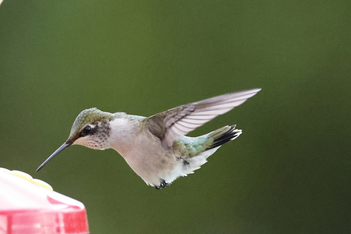 Ruby-throated Hummingbird