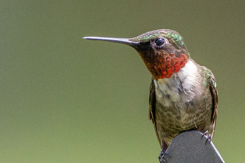 Ruby-throated Hummingbird