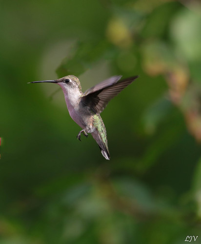 Ruby-throated Hummingbird