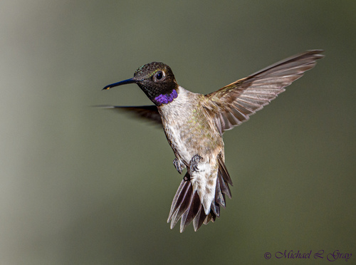 Black-chinned Hummingbird