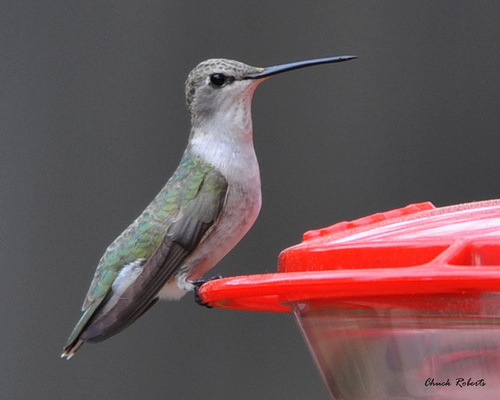 Black-chinned Hummingbird