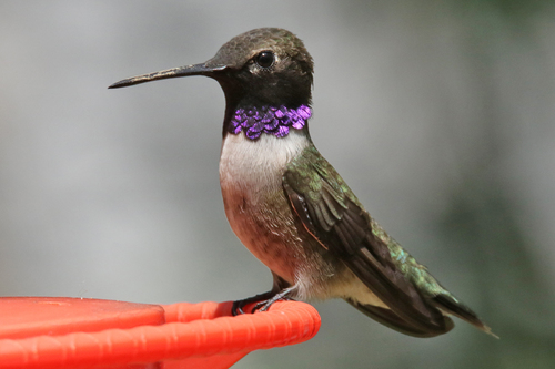 Black-chinned Hummingbird