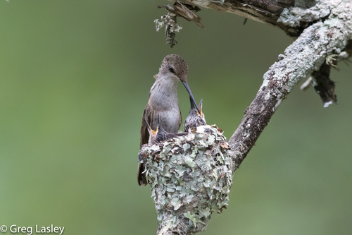 Black-chinned Hummingbird