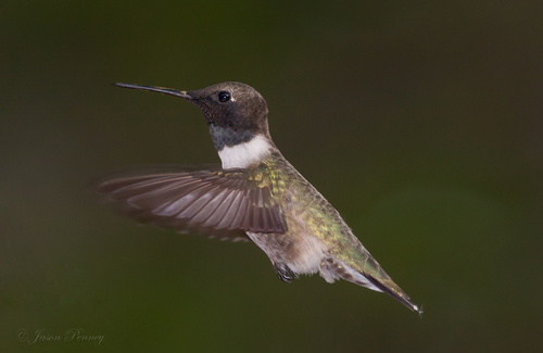 Black-chinned Hummingbird