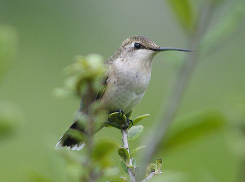 Black-chinned Hummingbird