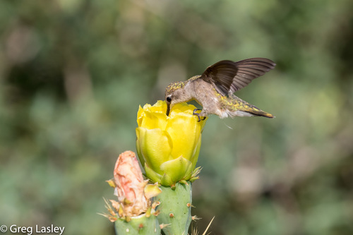 Black-chinned Hummingbird
