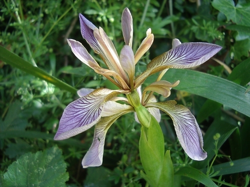 Stinking iris