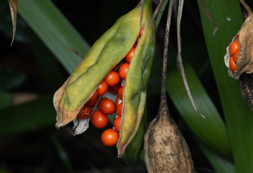 Stinking iris