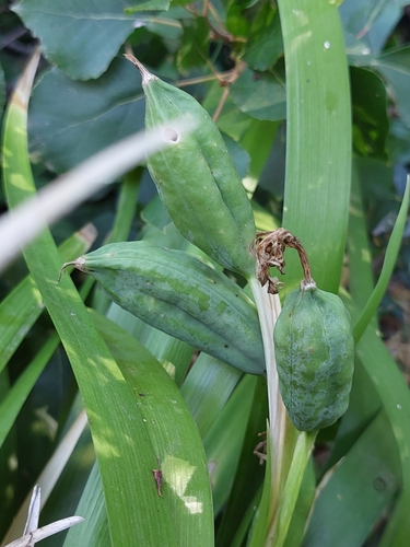 Stinking iris