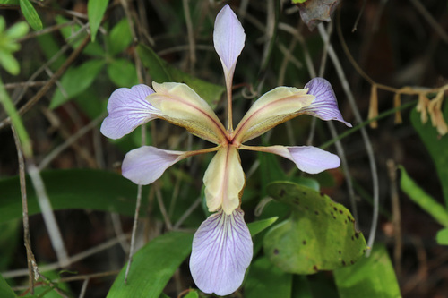 Stinking iris