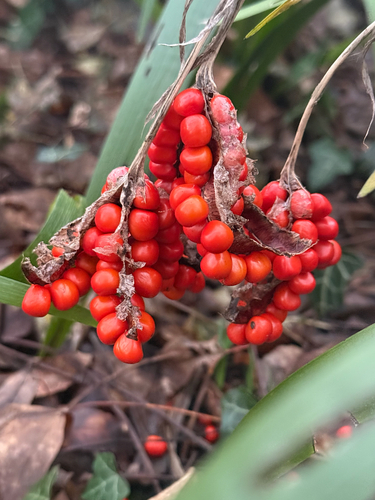 Stinking iris