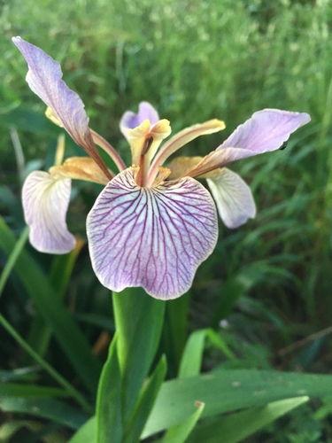 Stinking iris