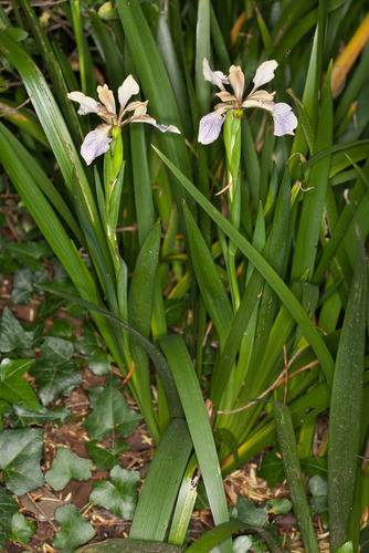 Stinking iris