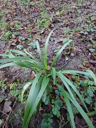 Stinking iris