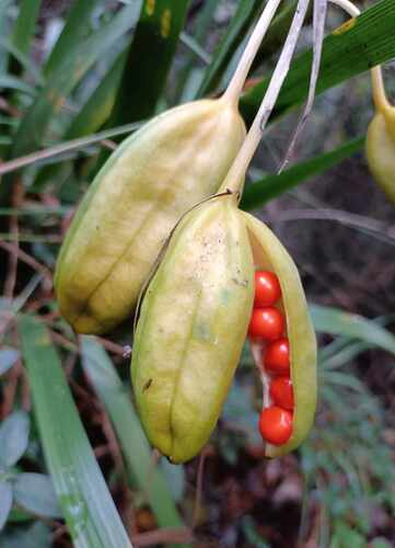 Stinking iris