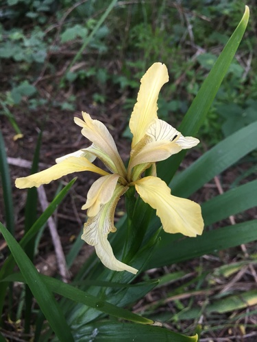 Stinking iris
