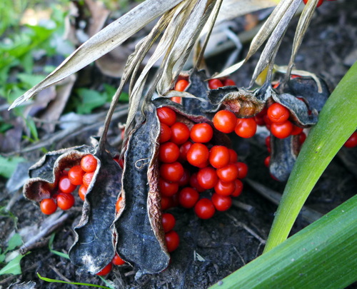 Stinking iris