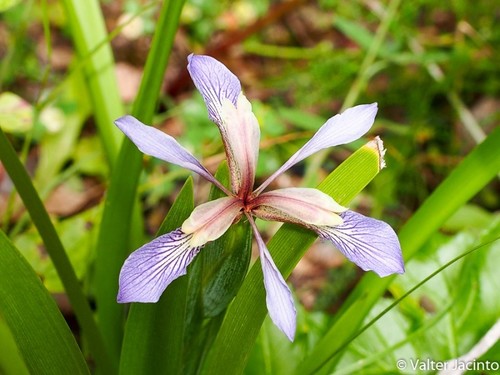 Stinking iris