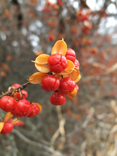 Oriental bittersweet