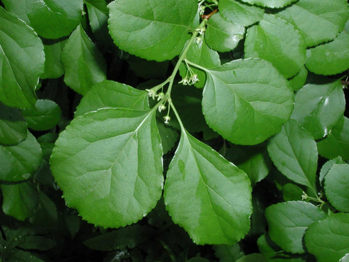 Oriental bittersweet