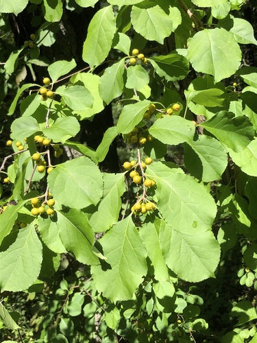 Oriental bittersweet