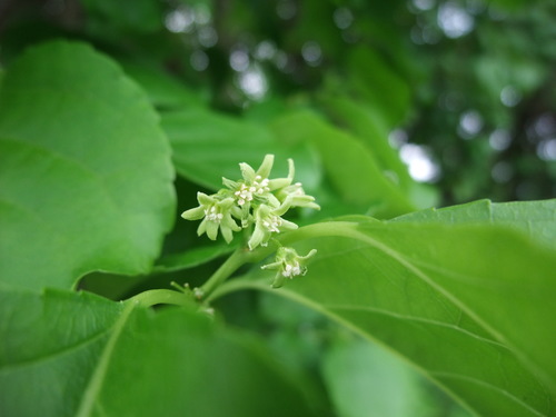 Oriental bittersweet