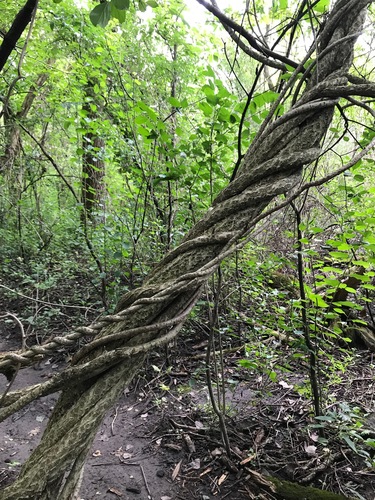 Oriental bittersweet