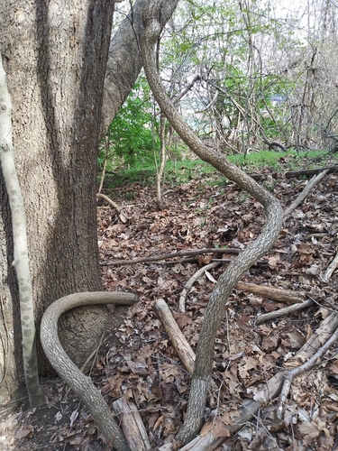 Oriental bittersweet