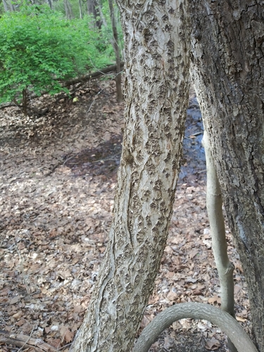 Oriental bittersweet