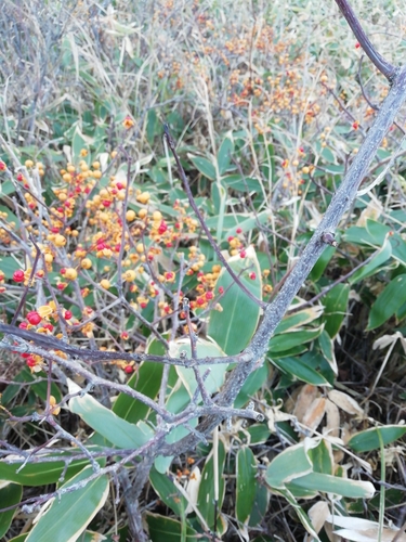 Oriental bittersweet