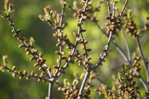 northern bayberry