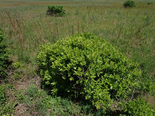 northern bayberry